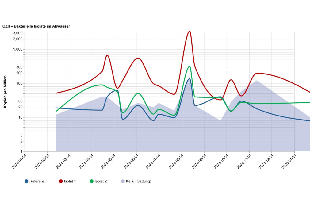 Liniendiagramm mit dem Titel „OZII – Bakterielle Isolate im Abwasser“. Auf der horizontalen Achse sind Zeitpunkte von Januar 2024 bis Januar 2025 dargestellt, auf der vertikalen Achse die Menge in „Kopien pro Million“ auf logarithmischer Skala. Vier Datensätze werden gezeigt: eine blaue Linie für „Referenz“, eine rote Linie für „Isolat 1“, eine grüne Linie für „Isolat 2“ sowie eine blau schattierte Fläche für „Kaiju (Gattung)“. Die rote Kurve liegt meist deutlich über den anderen und zeigt mehrere starke Ausschläge, besonders einen sehr hohen Peak im August 2024. Die grüne und die blaue Linie verlaufen deutlich niedriger mit kleineren Schwankungen im Jahresverlauf. Die schattierte Fläche folgt einem ähnlichen Verlauf wie die Referenzwerte und nimmt im Herbst 2024 vorübergehend zu.