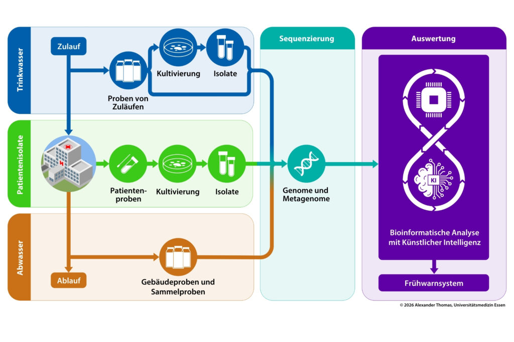 Infografik, die den Ablauf eines Überwachungssystems für bakterielle Erreger zeigt. Links sind drei Quellen dargestellt: Trinkwasser, Patientenisolate aus einem Krankenhaus und Abwasser. Aus dem Trinkwasser werden Proben von Zuläufen entnommen, anschließend kultiviert und als Isolate gewonnen. Aus dem Krankenhaus stammen Patientenproben, die ebenfalls kultiviert und zu Isolaten aufbereitet werden. Aus dem Abwasser werden Gebäude- und Sammelproben entnommen. Alle drei Probenströme führen zur Sequenzierung, bei der Genome und Metagenome analysiert werden. Rechts folgt die bioinformatische Auswertung mit künstlicher Intelligenz. Das Ergebnis ist ein Frühwarnsystem zur Erkennung und Überwachung von Krankheitserregern.