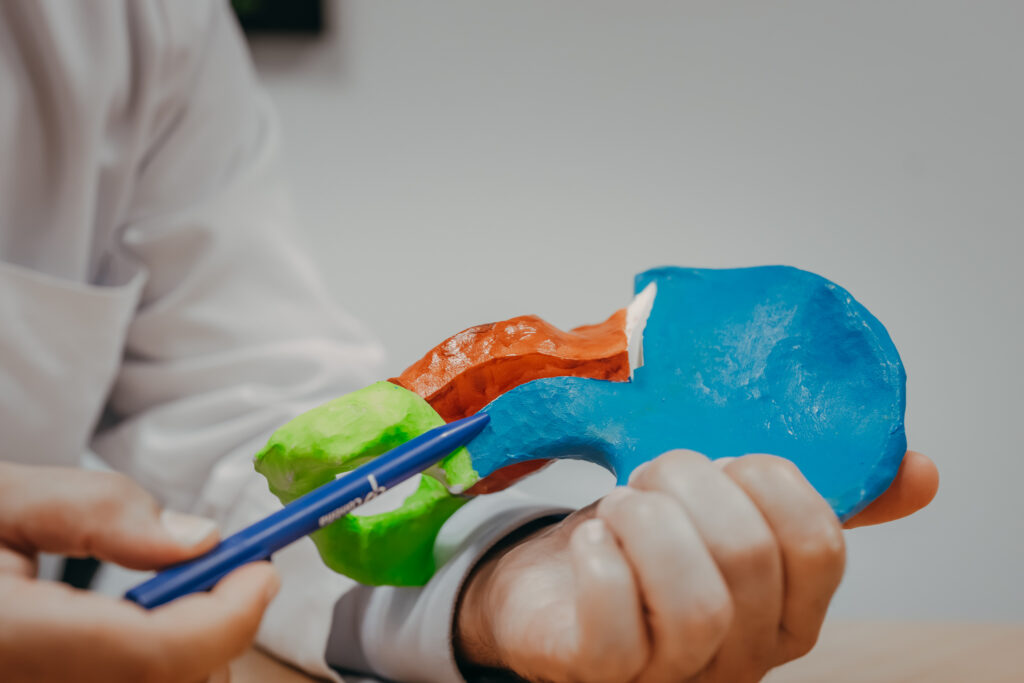 Nahaufnahme eines farbigen anatomischen Modells des Beckens und Hüftgelenks. Eine Hand hält das Modell, während mit einem blauen Stift auf einen Bereich des Hüftgelenks gezeigt wird. Der Fokus liegt auf der anschaulichen Erklärung der Anatomie.