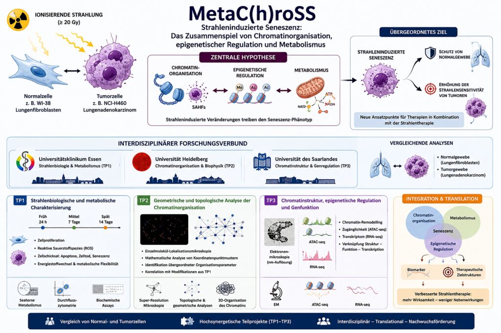 Wissenschaftliche Übersicht zum Forschungsverbund MetaC(h)roSS. Untersucht wird, wie ionisierende Strahlung Veränderungen der Chromatinorganisation, der epigenetischen Regulation und des Zellstoffwechsels auslöst und dadurch die Zellalterung beeinflusst. Normal- und Tumorzellen werden vergleichend untersucht. Beteiligt sind das Universitätsklinikum Essen, die Universität Heidelberg und die Universität des Saarlandes. Ziel ist es, gesundes Gewebe bei der Strahlentherapie besser zu schützen und Tumorzellen empfindlicher gegenüber Bestrahlung zu machen.